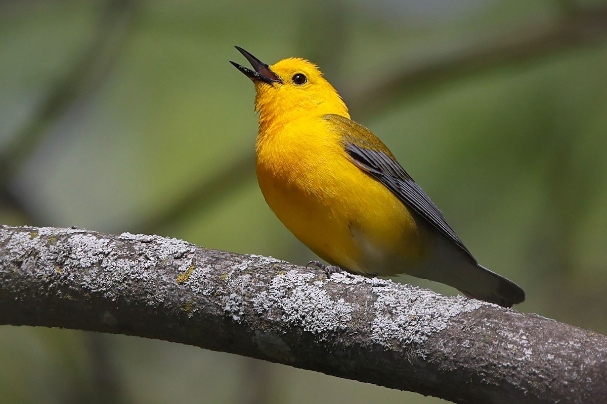 Prothonotary Warbler - ML620492429