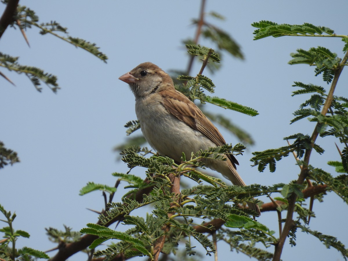 Moineau domestique - ML620492430