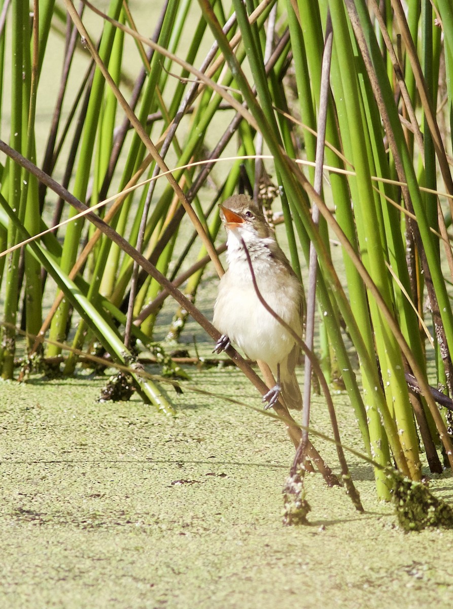 Australian Reed Warbler - ML620492433