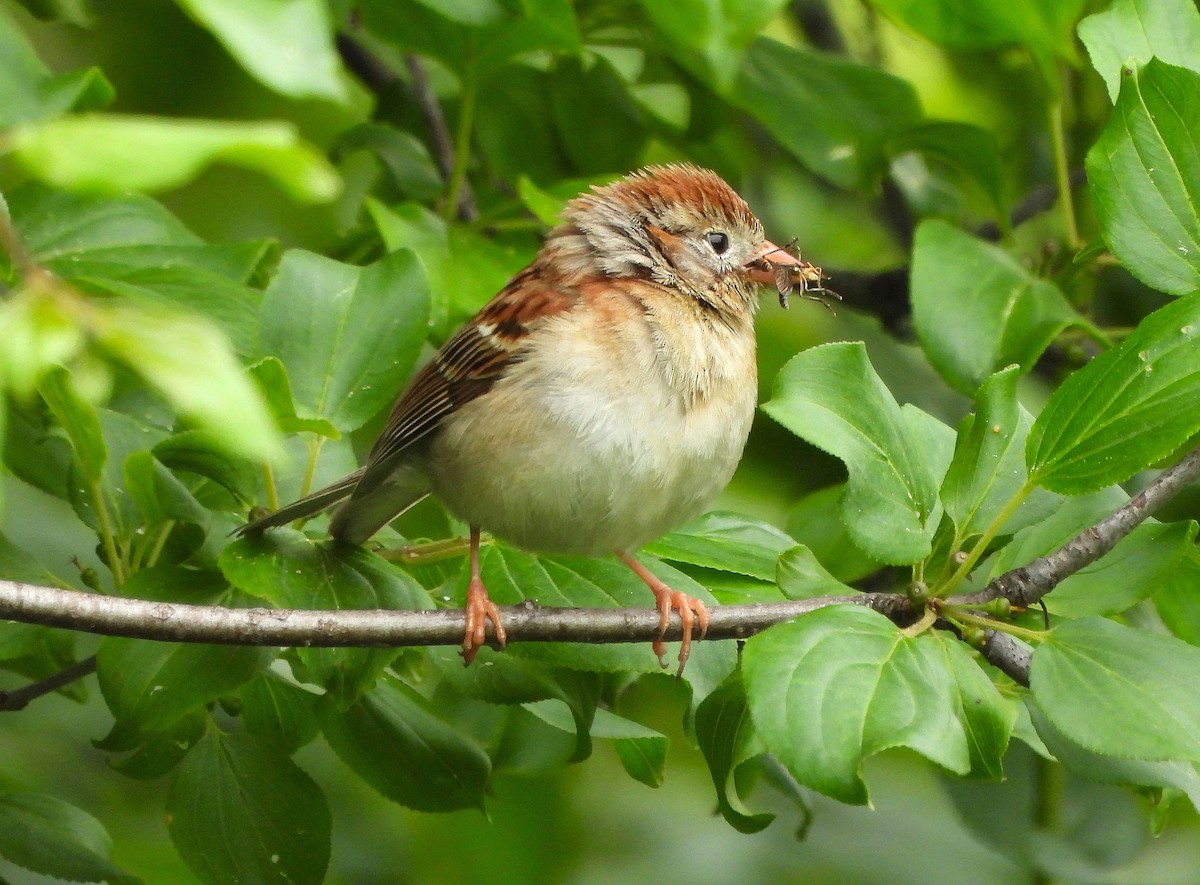 Field Sparrow - Steven C