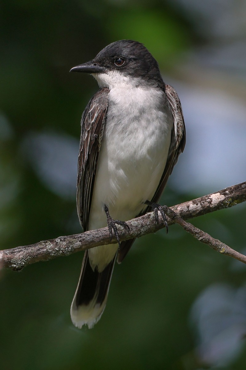 Eastern Kingbird - ML620492440