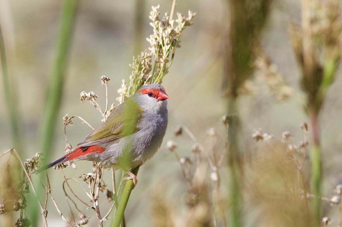 Red-browed Firetail - ML620492444