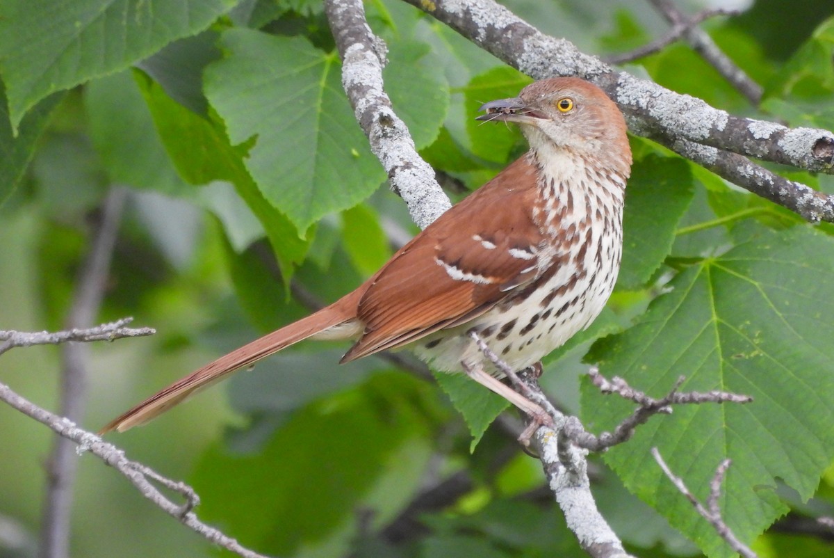 Brown Thrasher - ML620492445