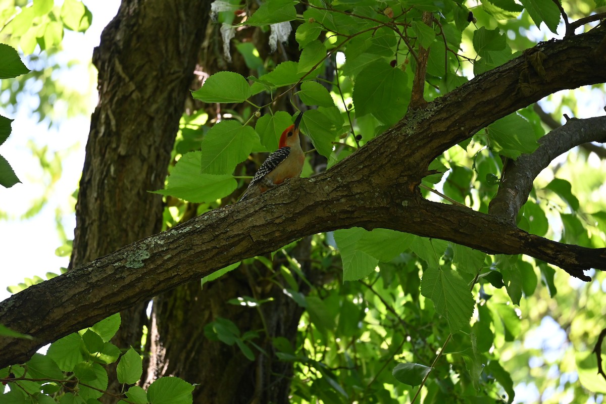 Red-bellied Woodpecker - ML620492447