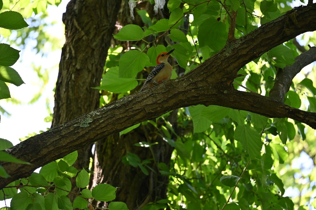 Red-bellied Woodpecker - ML620492448