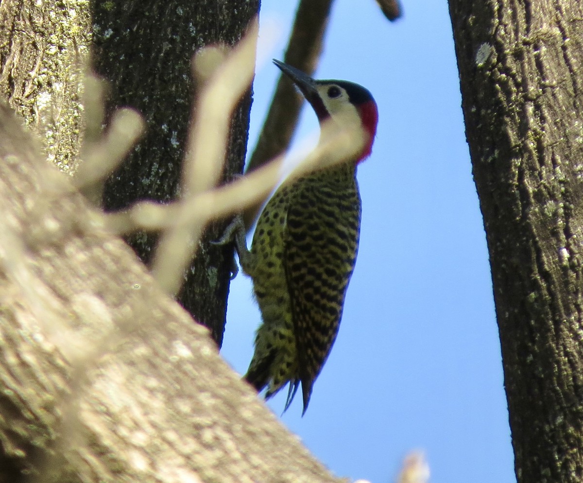 Green-barred Woodpecker - ML620492452