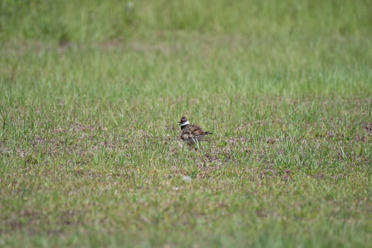 Killdeer - John Martin