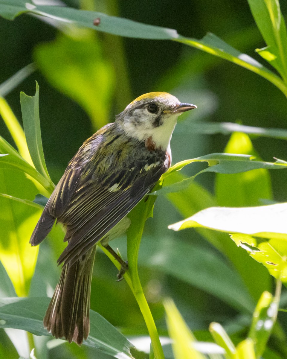 Chestnut-sided Warbler - ML620492455