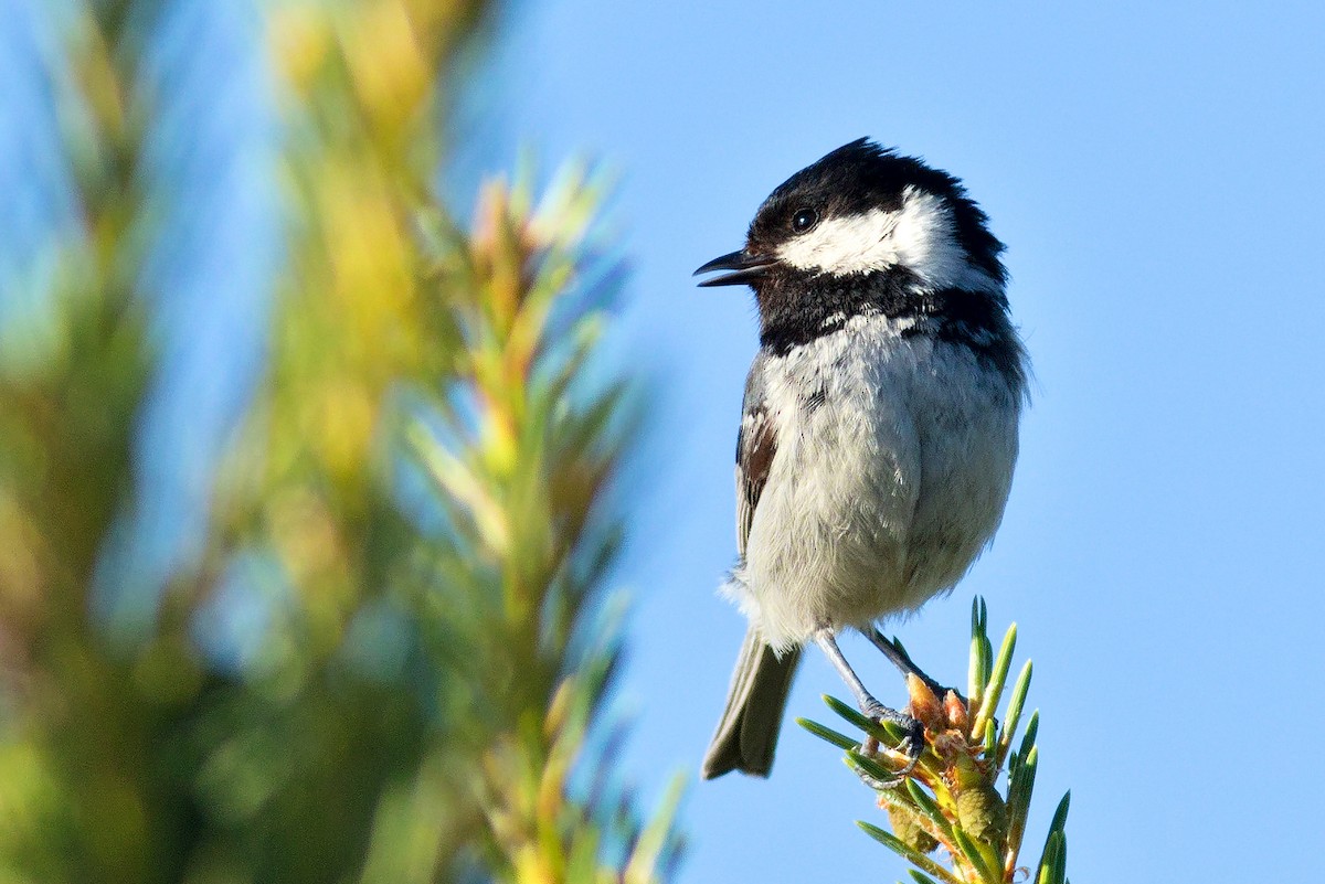 Coal Tit - ML620492463