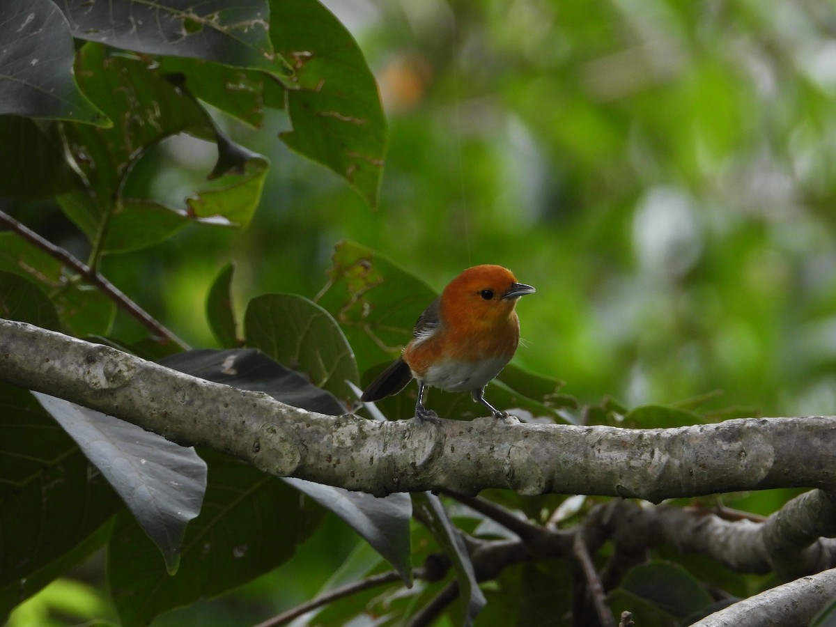 Rufous-chested Tanager - ML620492466