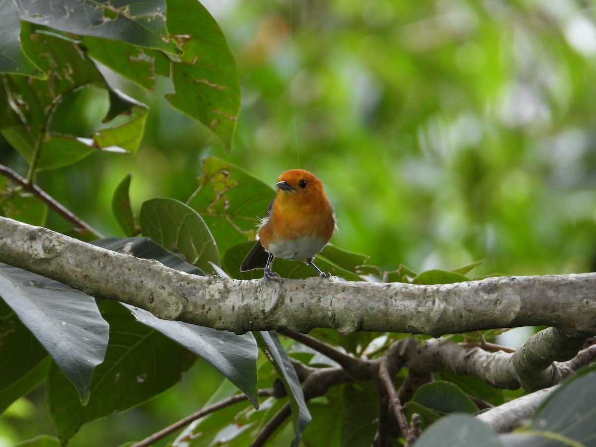 Rufous-chested Tanager - ML620492467