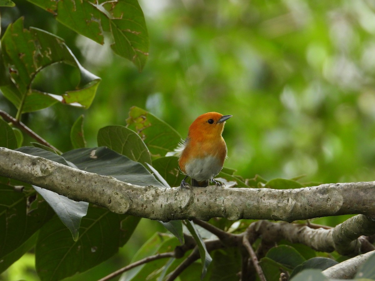 Rufous-chested Tanager - ML620492470