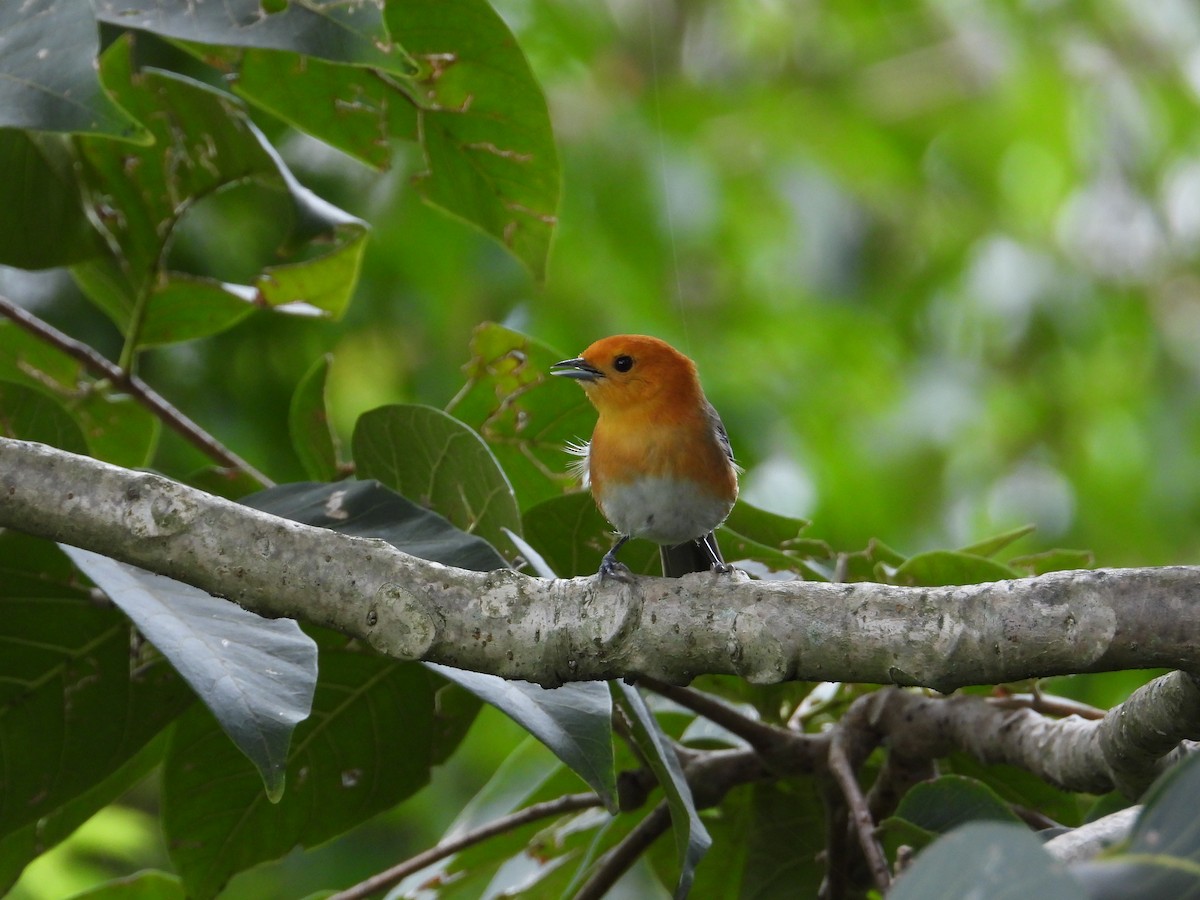 Rufous-chested Tanager - ML620492472