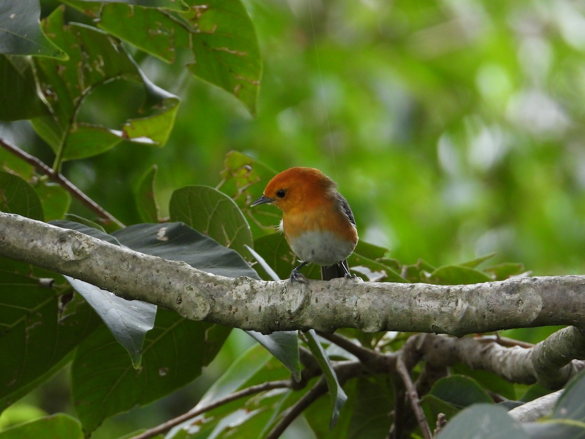 Rufous-chested Tanager - ML620492475