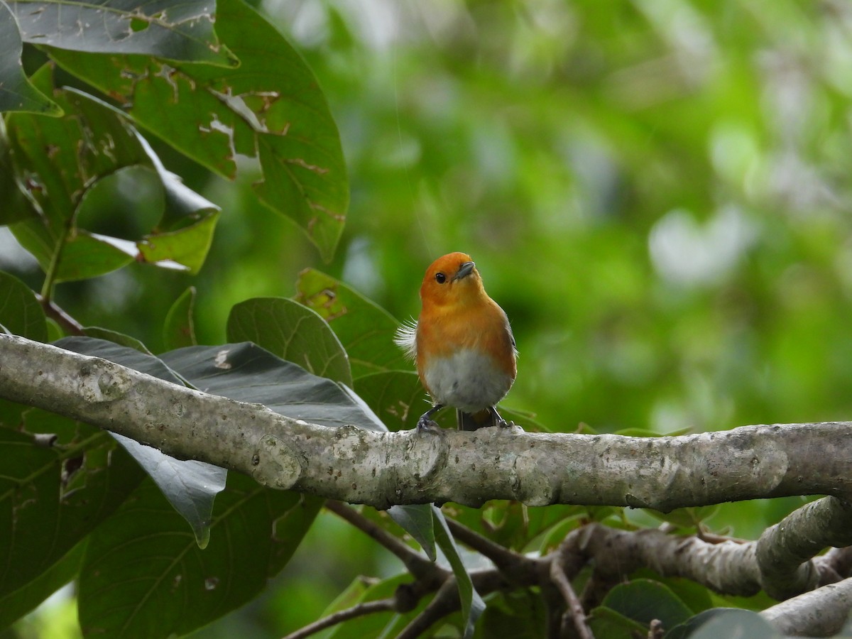 Rufous-chested Tanager - ML620492476