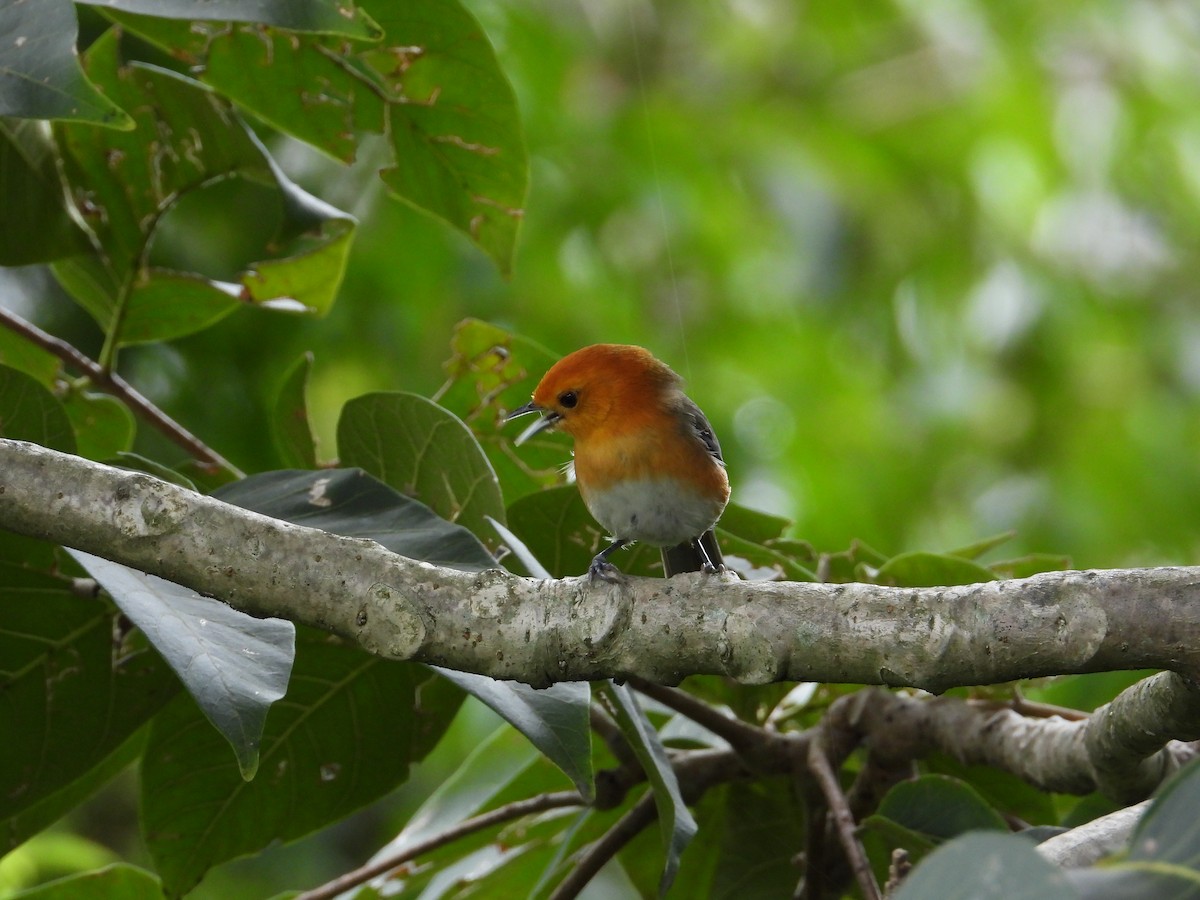 Rufous-chested Tanager - ML620492478