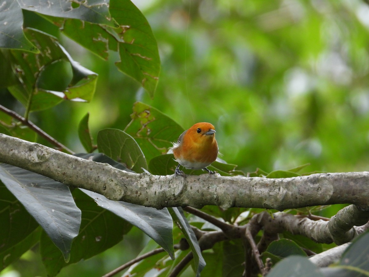 Rufous-chested Tanager - ML620492479