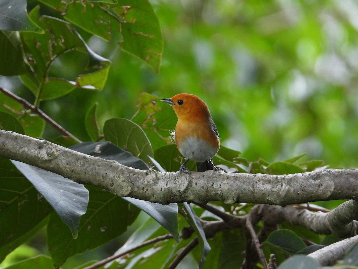 Rufous-chested Tanager - ML620492480