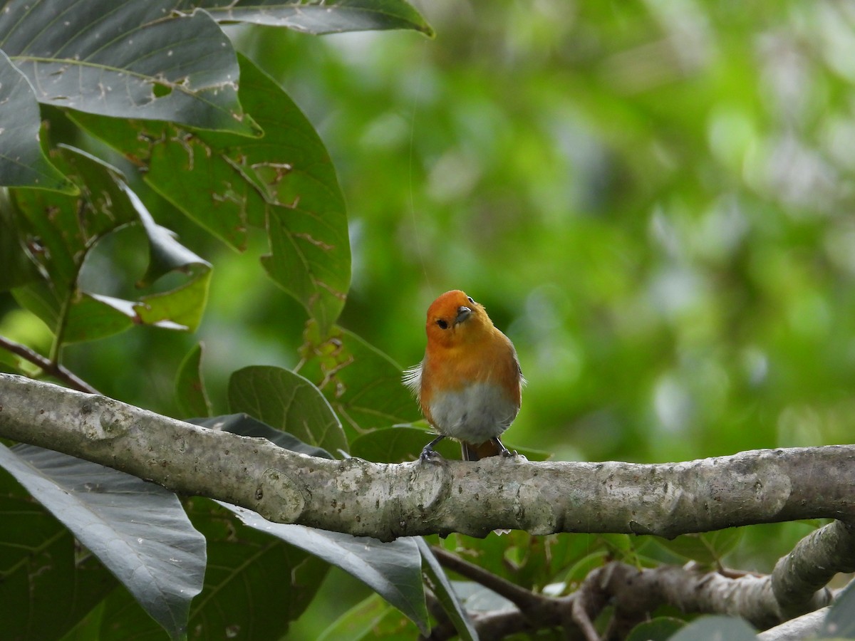 Rufous-chested Tanager - ML620492481