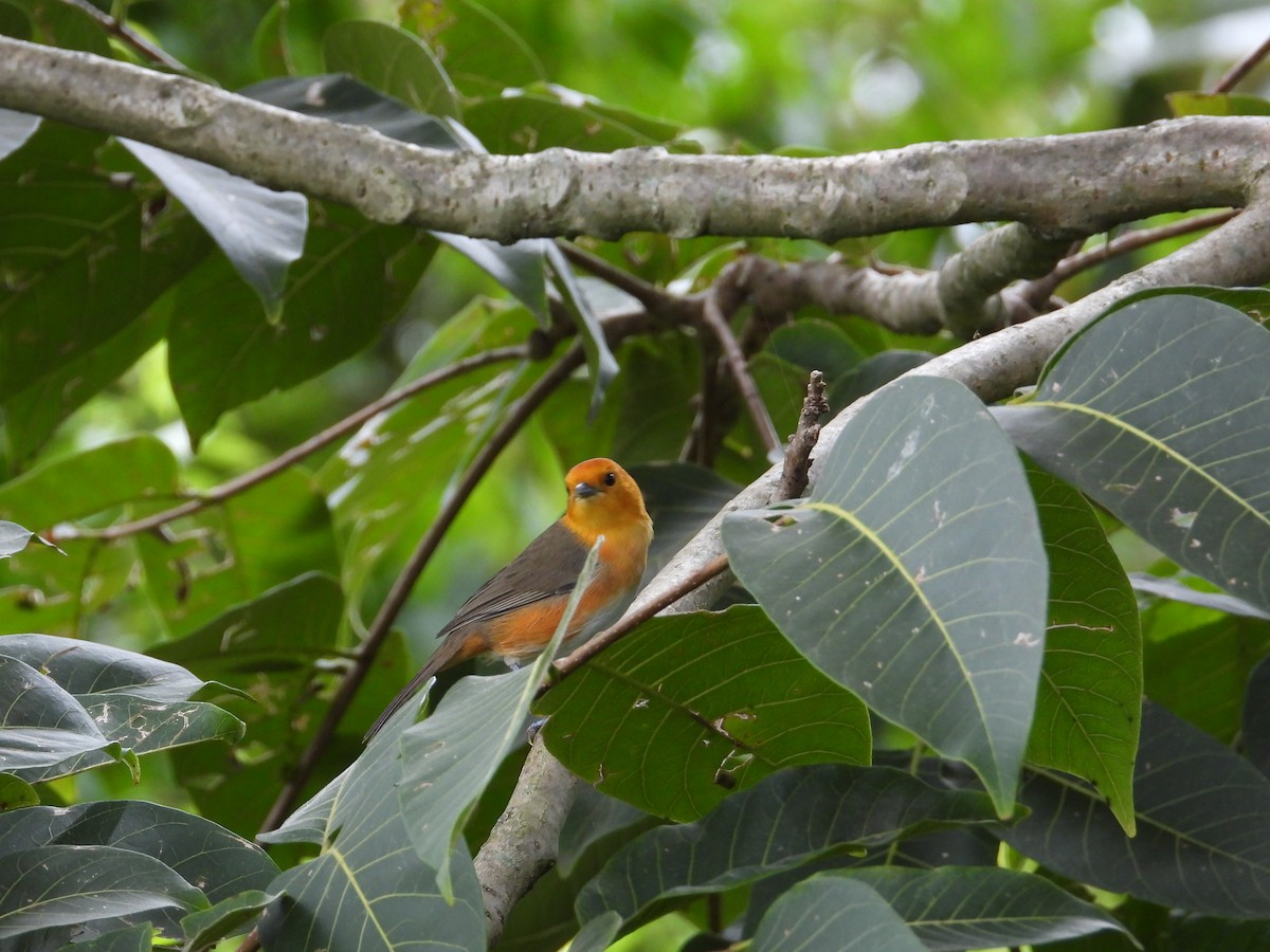Rufous-chested Tanager - ML620492482