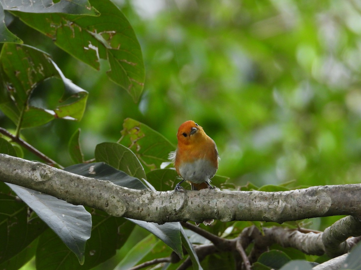 Rufous-chested Tanager - ML620492483