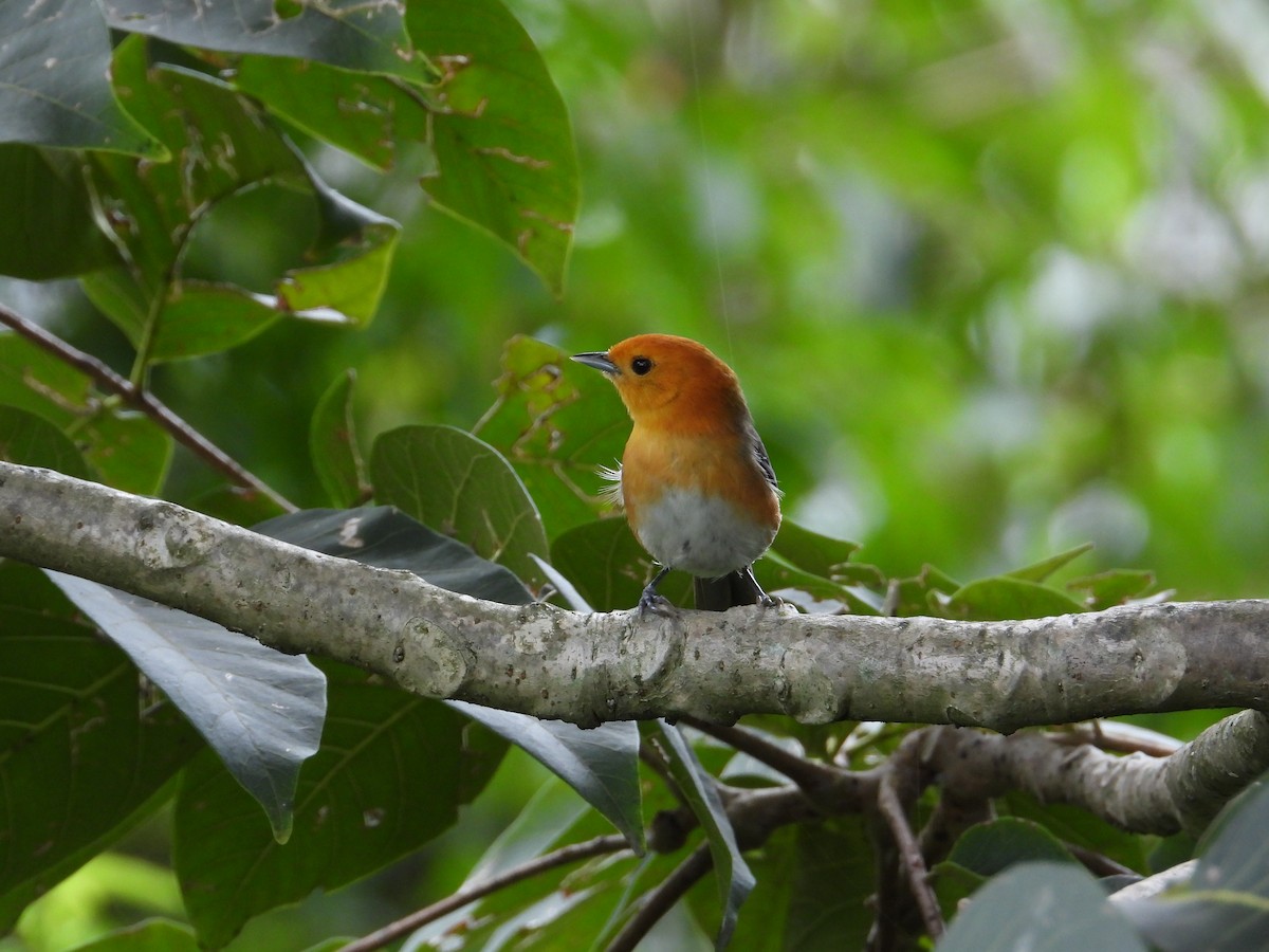 Rufous-chested Tanager - ML620492486