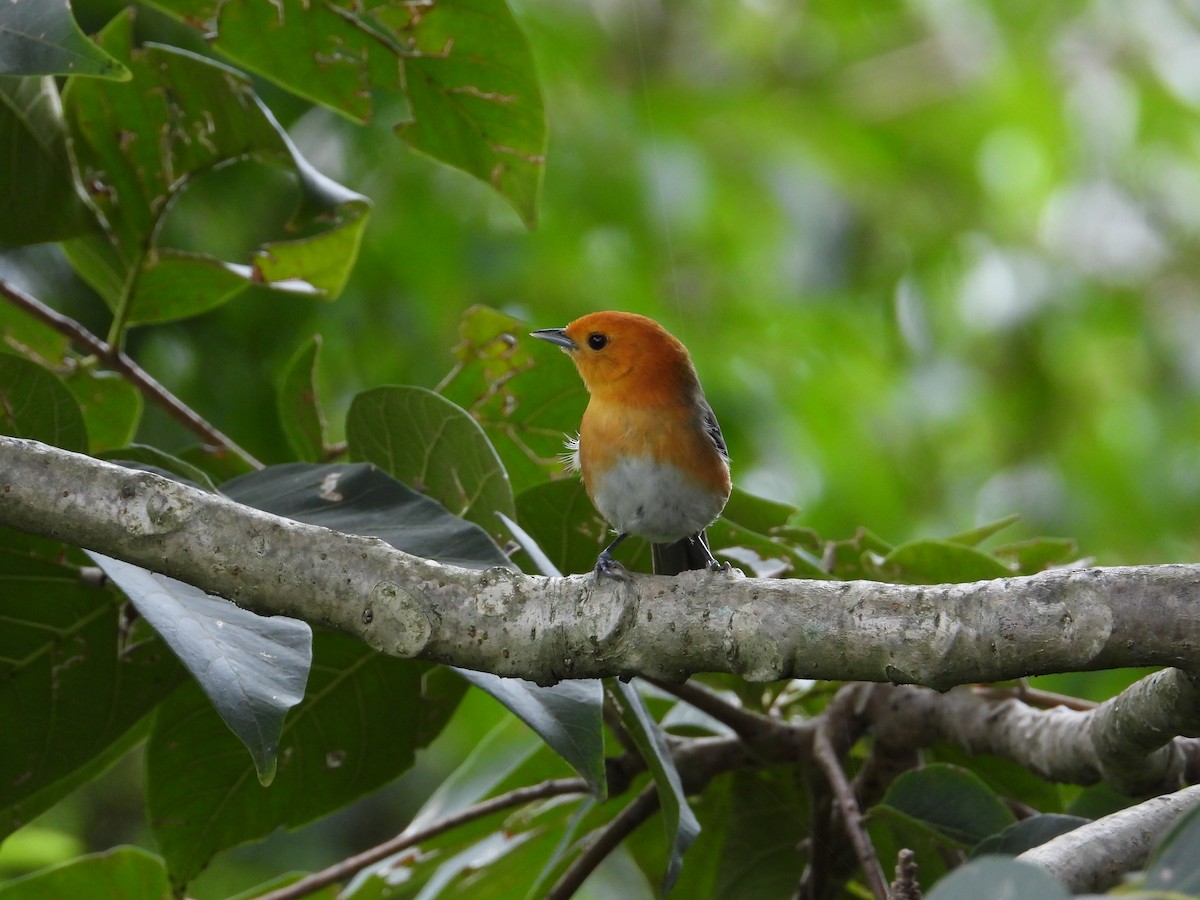 Rufous-chested Tanager - ML620492488