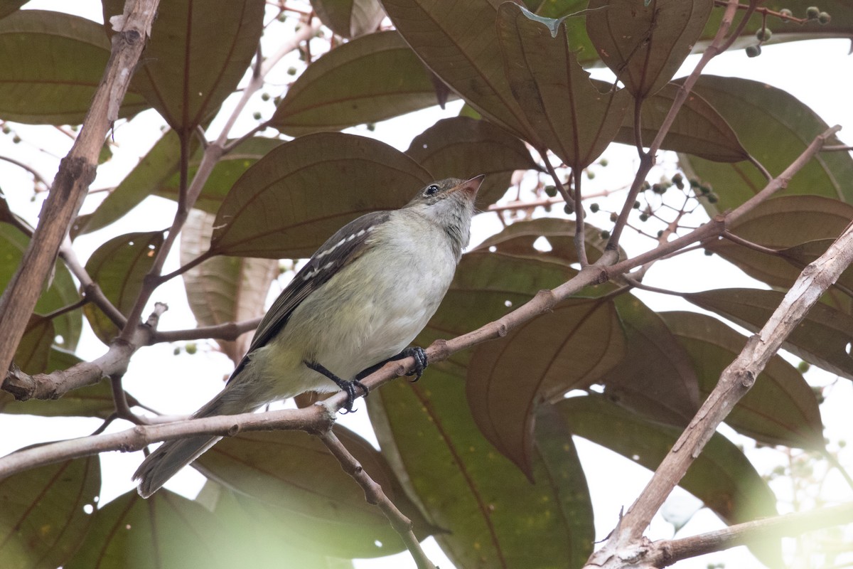 Small-billed Elaenia - ML620492492