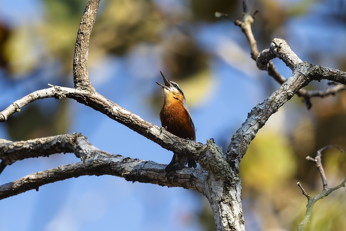 Burmese Nuthatch - ML620492509