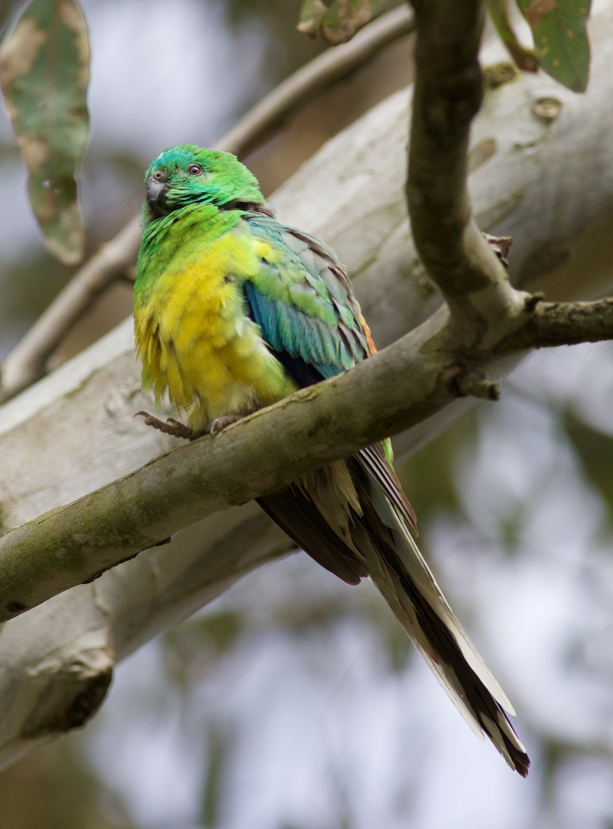 Red-rumped Parrot - ML620492510