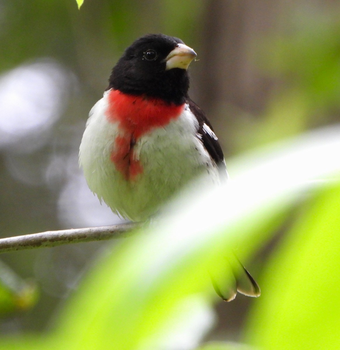 Rose-breasted Grosbeak - ML620492511