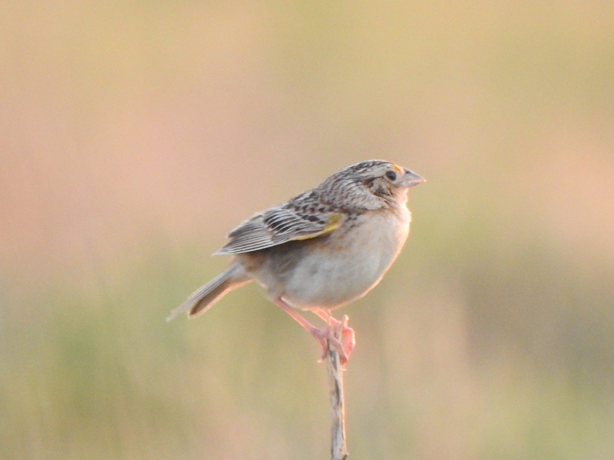 Grasshopper Sparrow - ML620492513