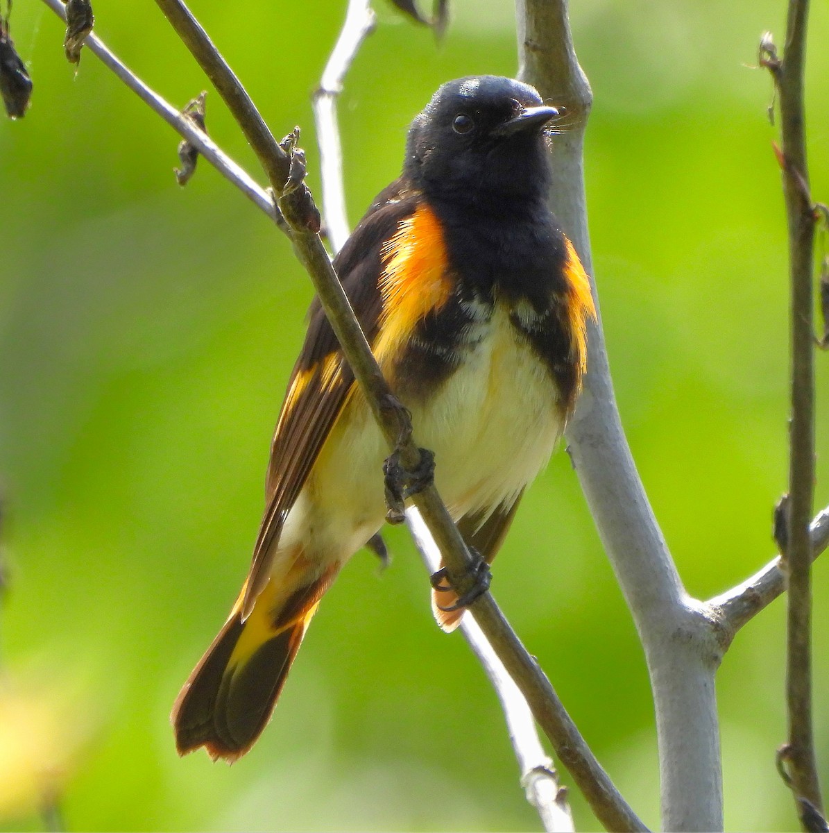 American Redstart - ML620492517