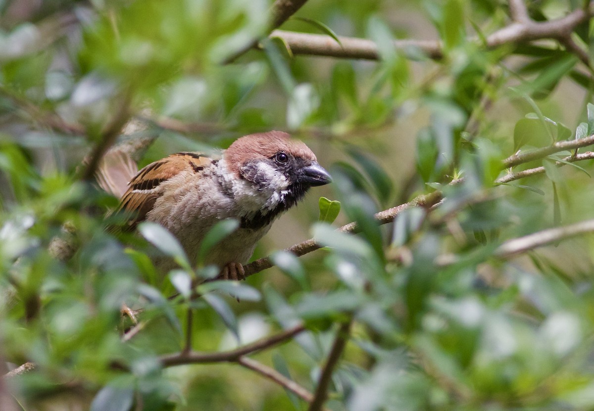 Eurasian Tree Sparrow - ML620492520