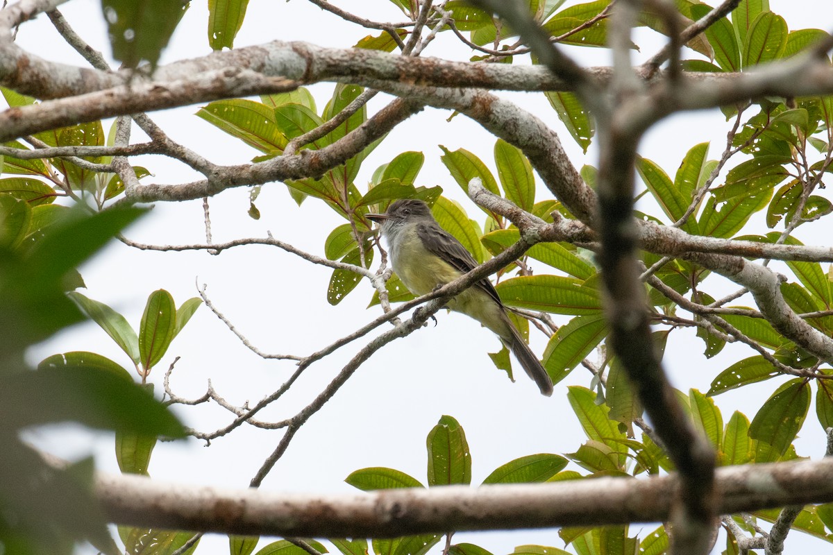 Swainson's Flycatcher - ML620492529