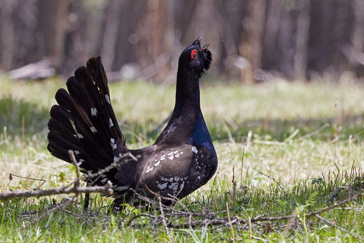 Black-billed Capercaillie - ML620492530