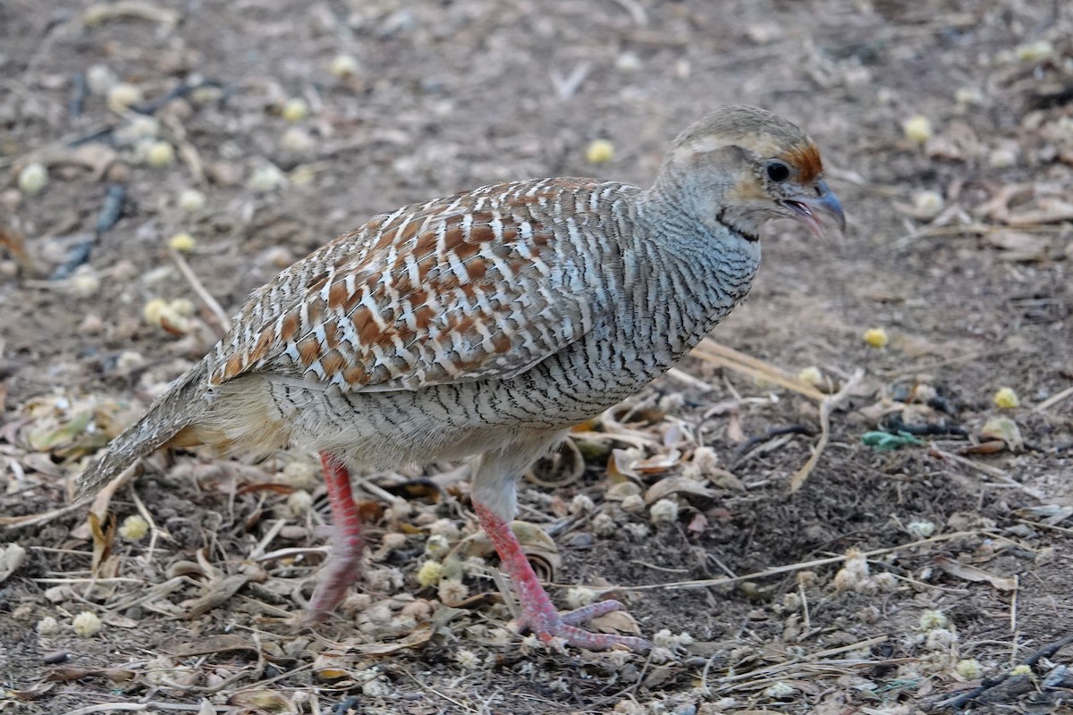 Gray Francolin - ML620492532