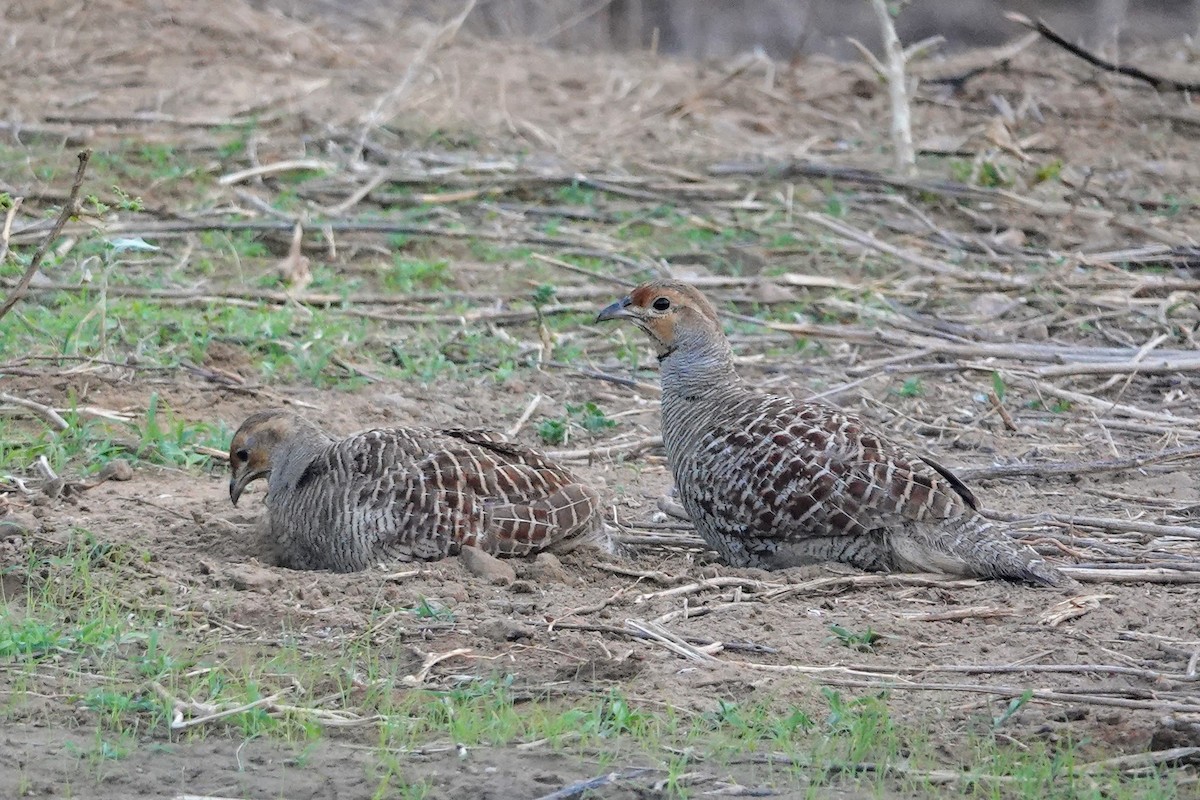 Gray Francolin - ML620492533