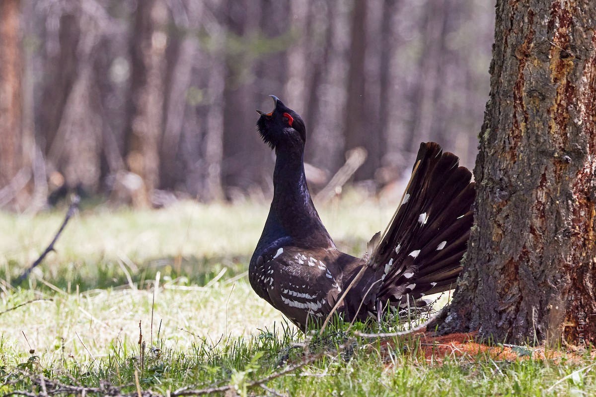 Black-billed Capercaillie - ML620492535