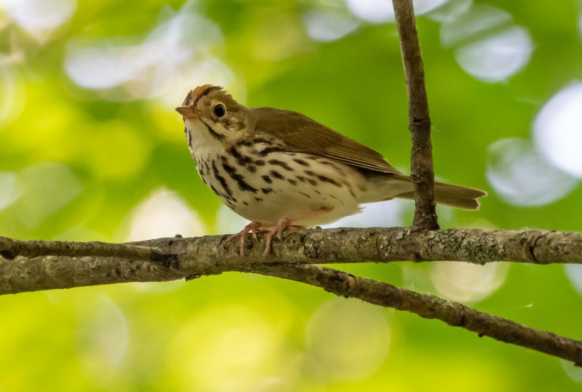 Ovenbird - ML620492538