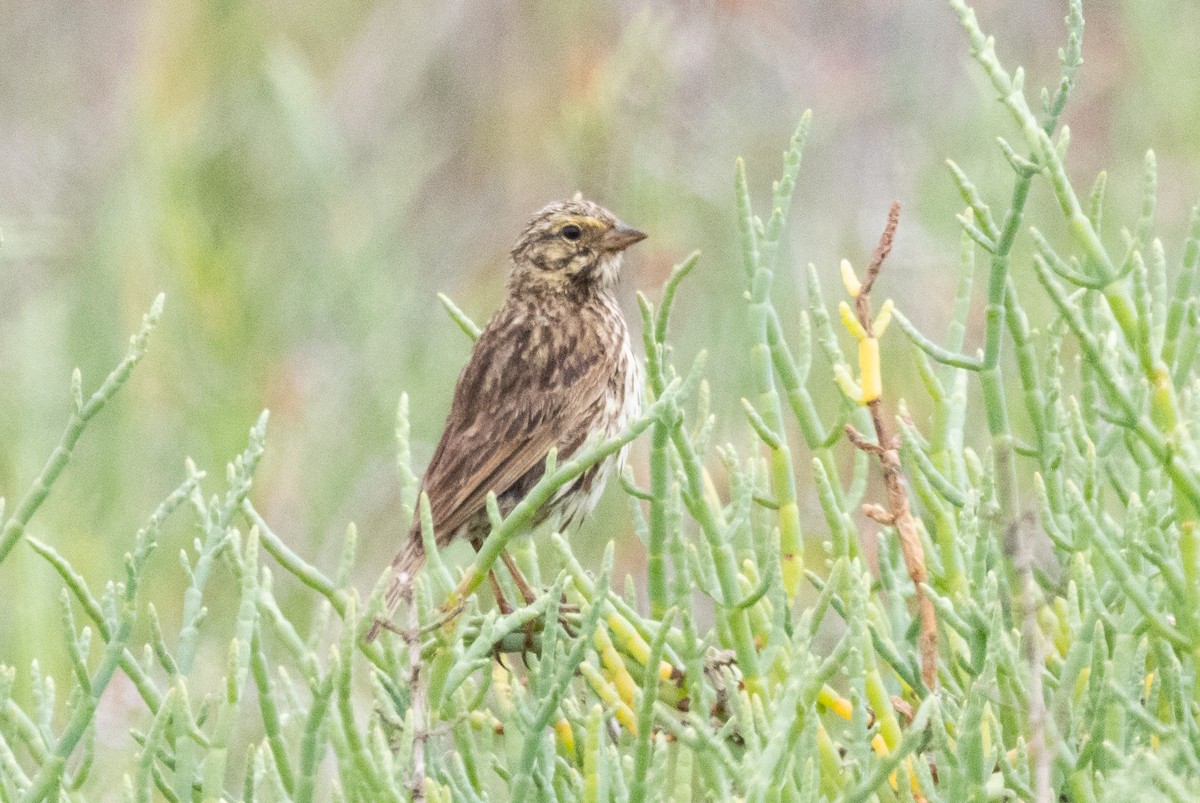 Savannah Sparrow - ML620492541