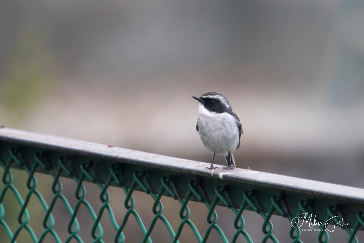 Gray Bushchat - ML620492542