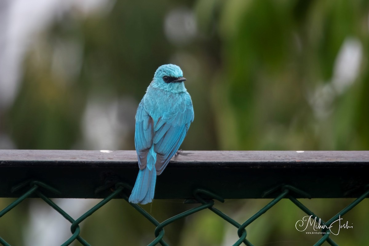 Verditer Flycatcher - ML620492544