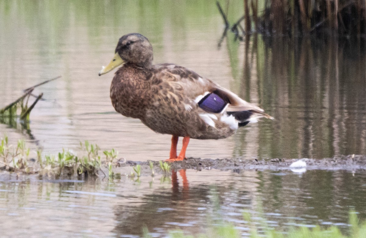 Canard colvert - ML620492545