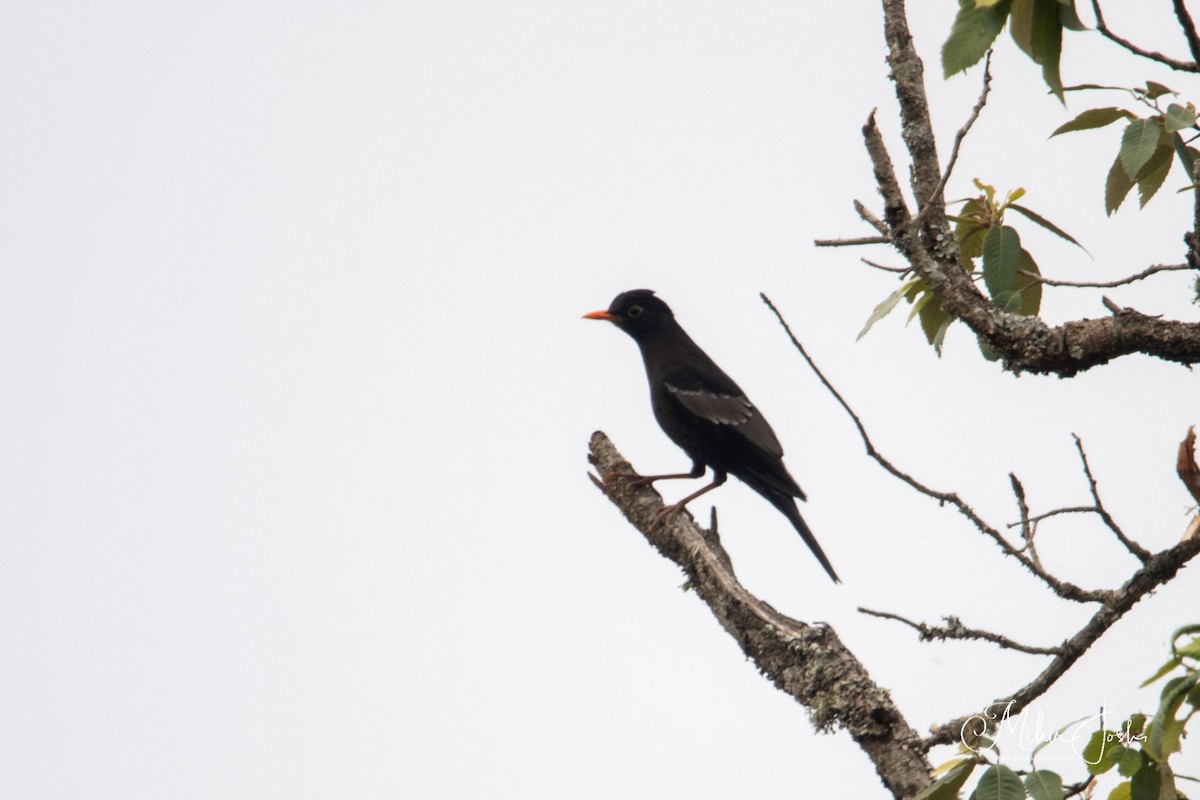 Gray-winged Blackbird - ML620492546