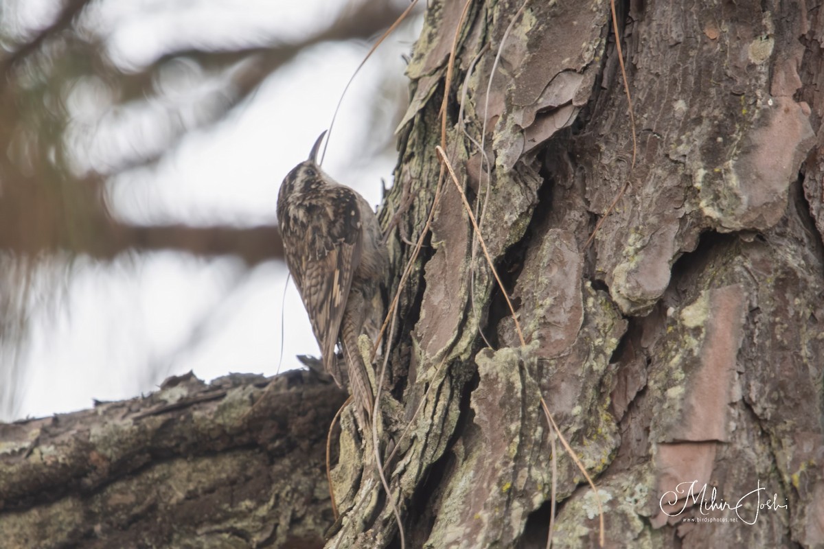 Bar-tailed Treecreeper - ML620492548