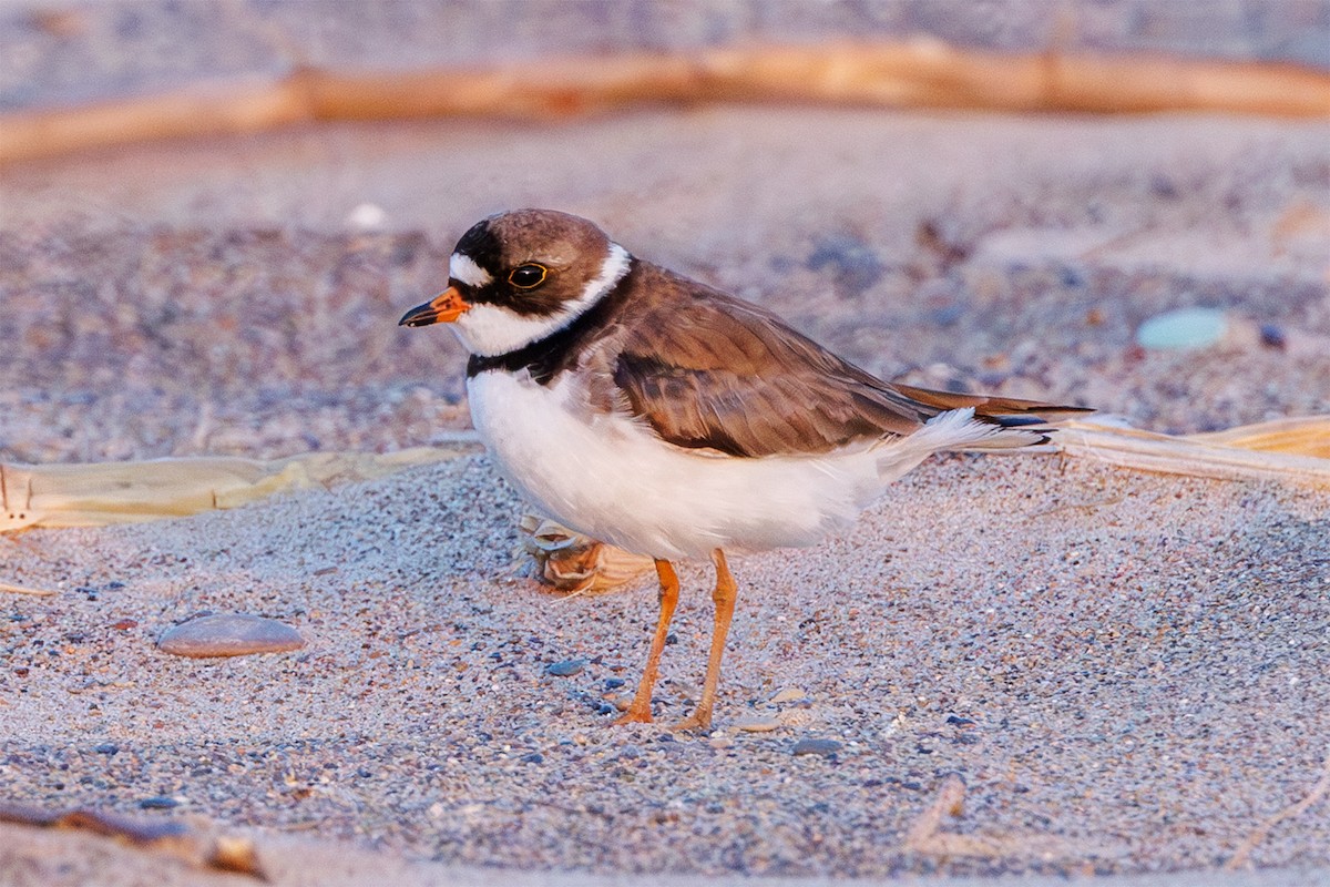 Semipalmated Plover - ML620492552