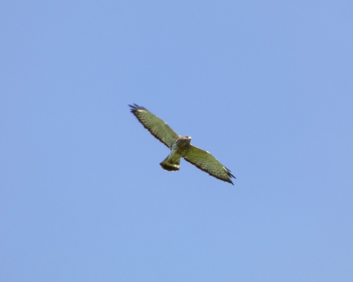 Broad-winged Hawk - ML620492556