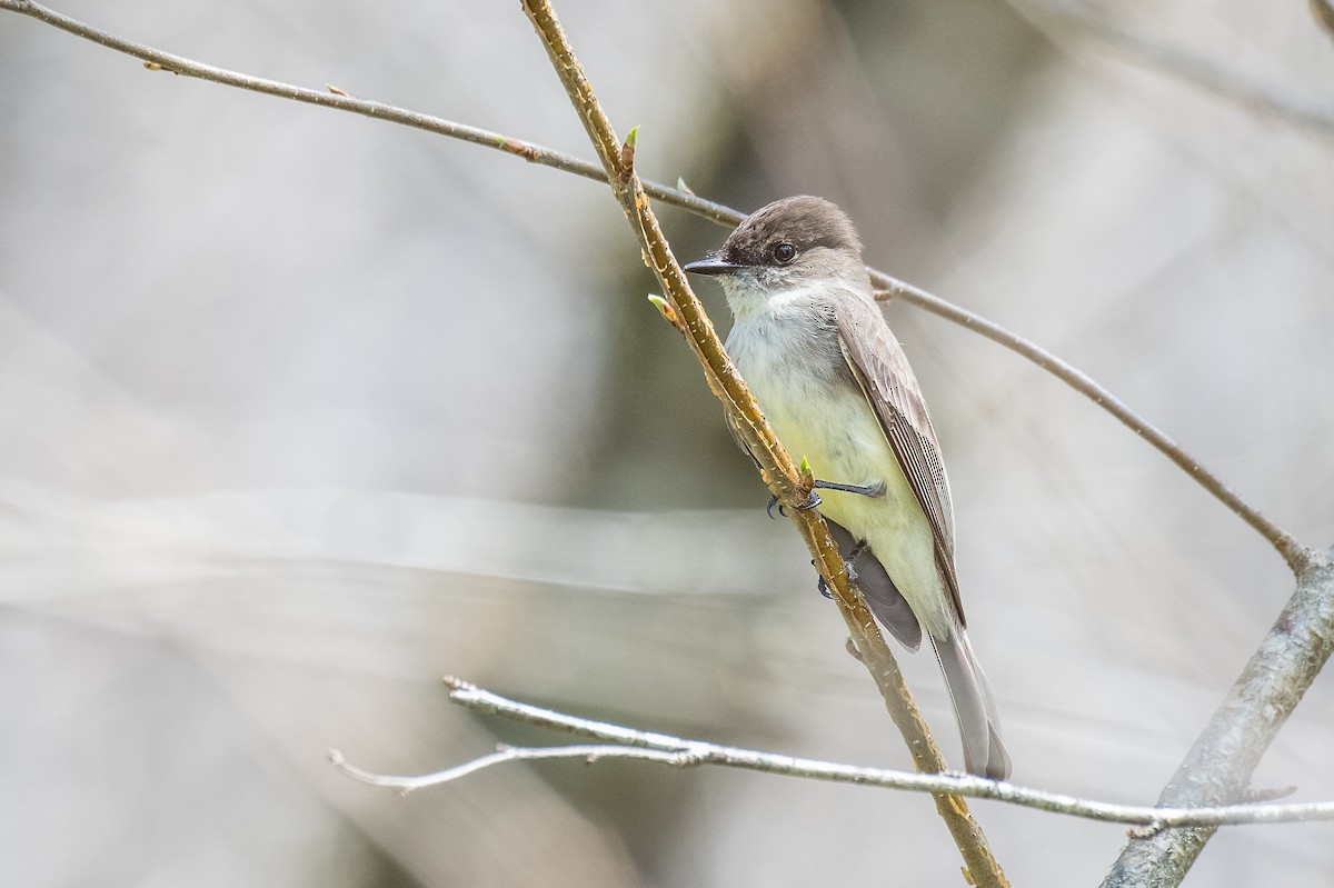 Eastern Phoebe - ML620492558