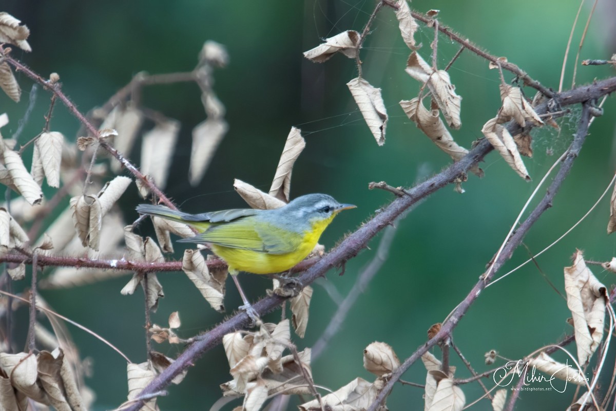 Gray-hooded Warbler - Mihir Joshi